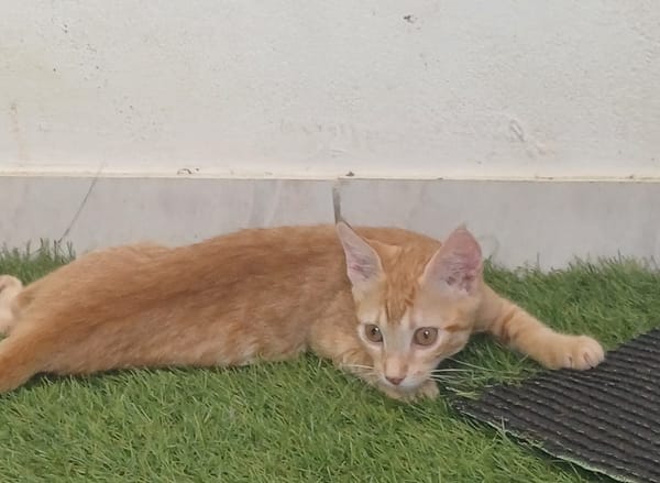 BOBBY-PIGGY, chaton mâle type européen