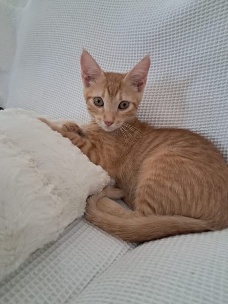 BOBBY-PIGGY, chaton mâle type européen