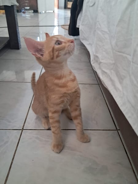 BOBBY-PIGGY, chaton mâle type européen