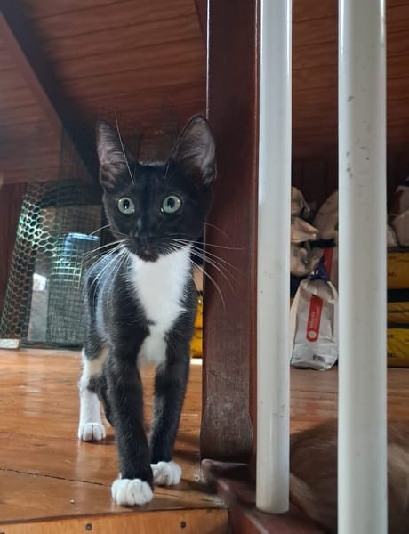 HUGGY-WUGGY, chaton mâle type européen