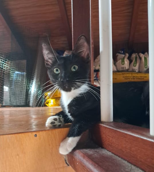 HUGGY-WUGGY, chaton mâle type européen