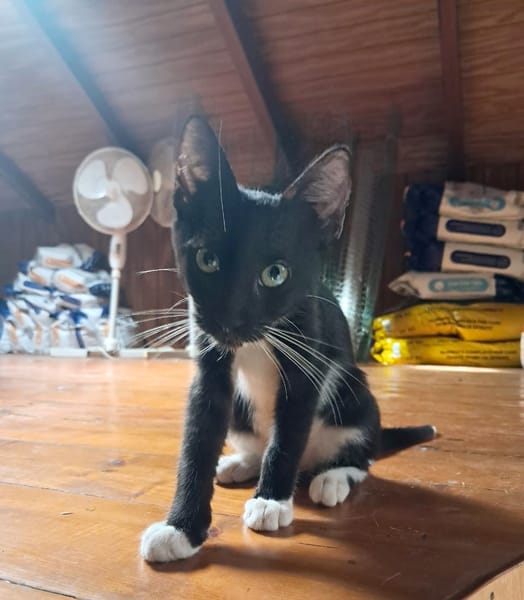 HUGGY-WUGGY, chaton mâle type européen