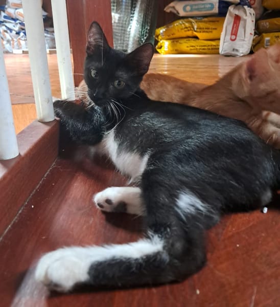HUGGY-WUGGY, chaton mâle type européen