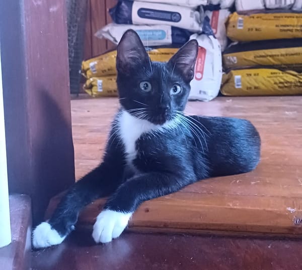 HUGGY-WUGGY, chaton mâle type européen