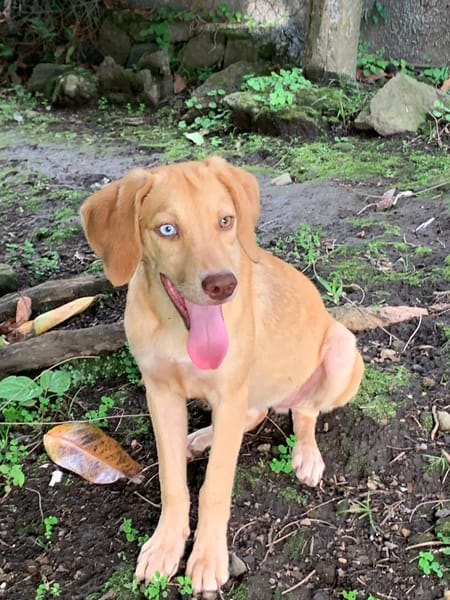 ASUKI, chiot femelle Berger Créole