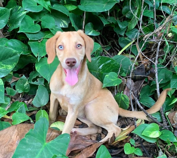 ASUKI, chiot femelle Berger Créole