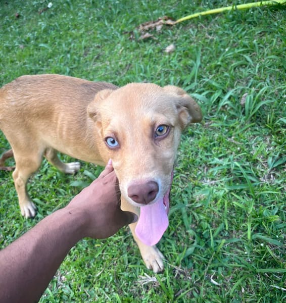 ASUKI, chiot femelle Berger Créole