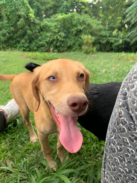 ASUKI, chiot femelle Berger Créole