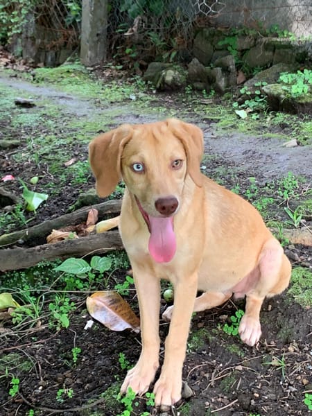 ASUKI, chiot femelle Berger Créole