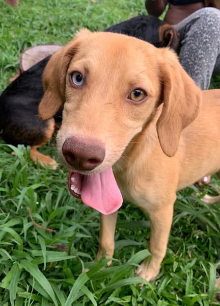 ASUKI, chiot femelle Berger Créole