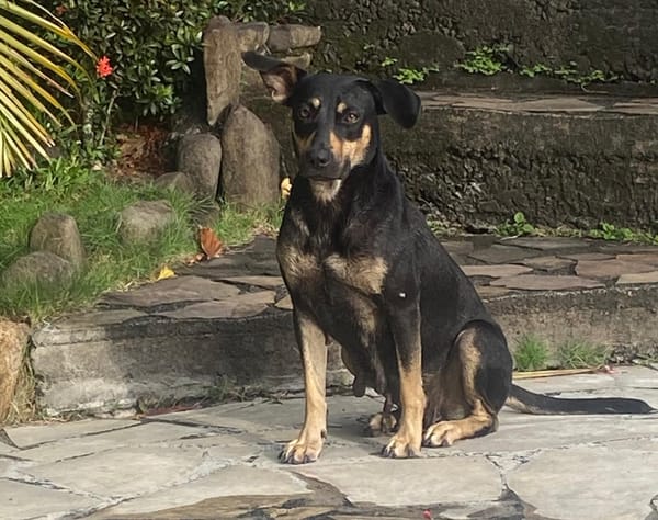 TALLULAH, Berger créole femelle adulte