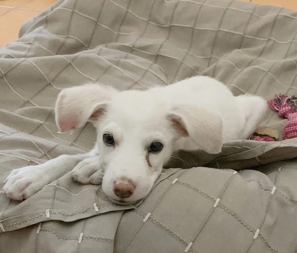 WOODY, chiot mâle Berger Créole