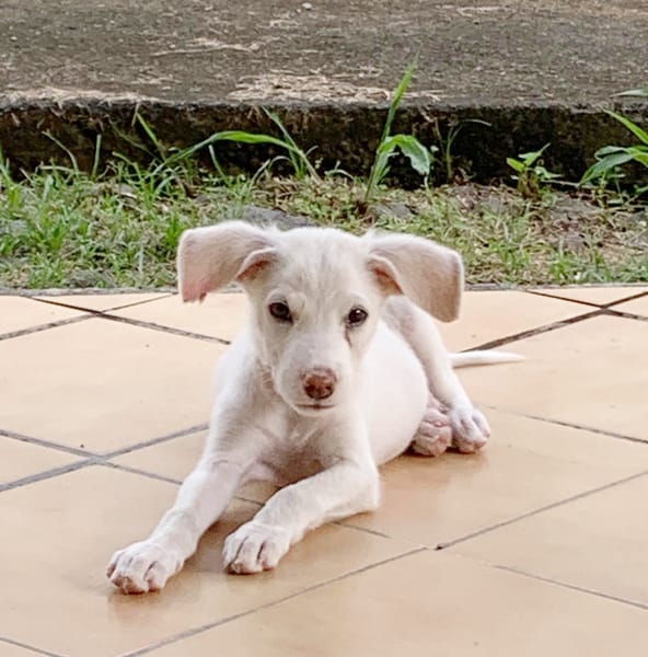 WOODY, chiot mâle Berger Créole