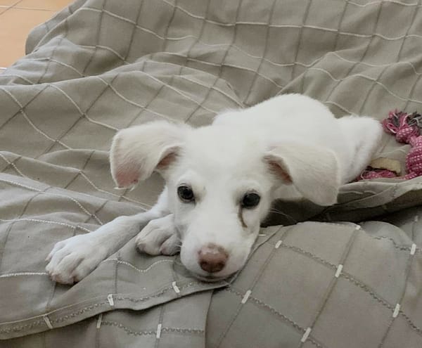 WOODY, chiot mâle Berger Créole
