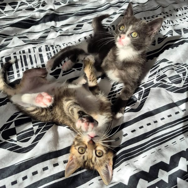 PERLE & NOISETTE