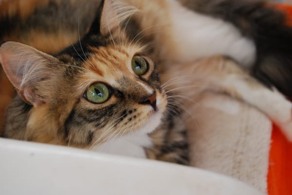 Diva