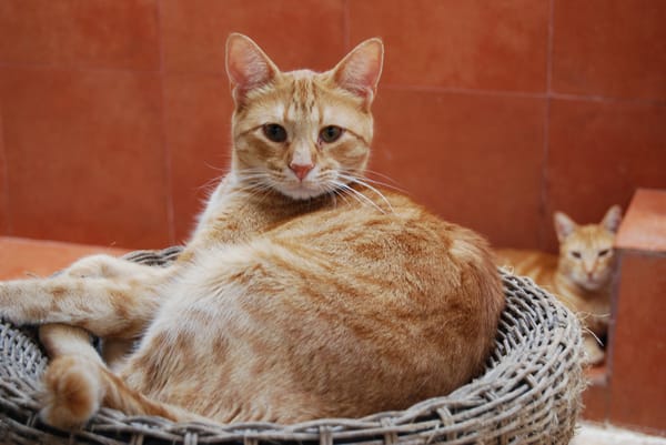 Pomelo