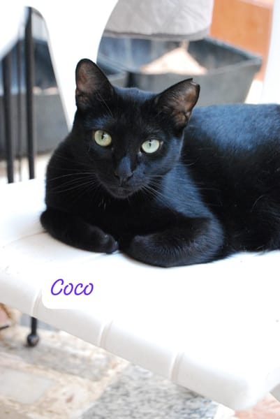 Coco