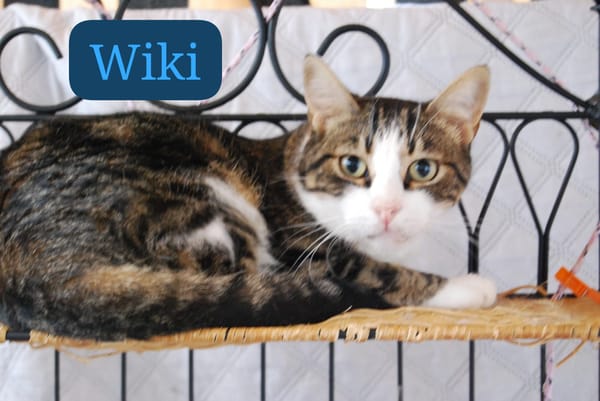 Wiki