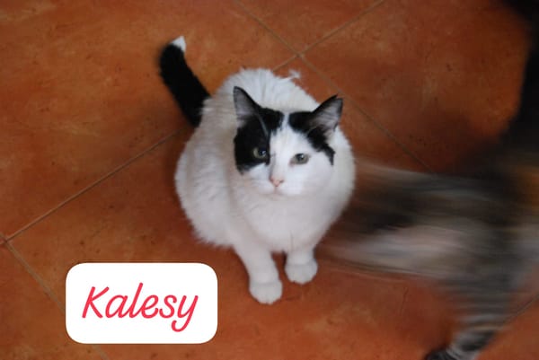 Kalesy