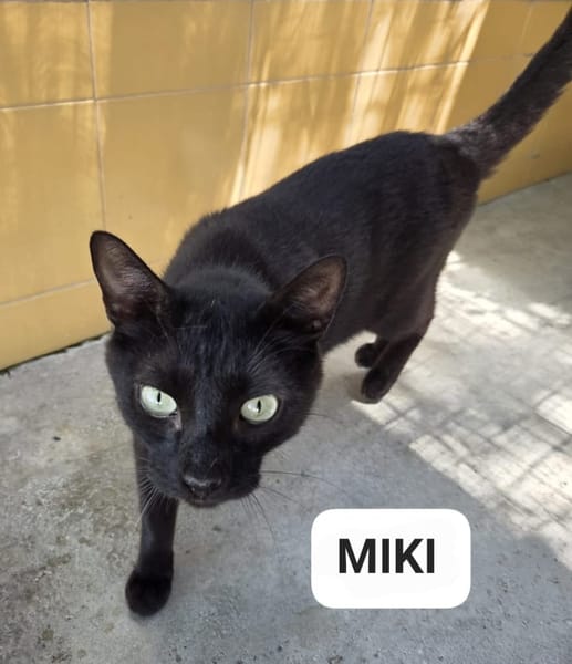 Miki