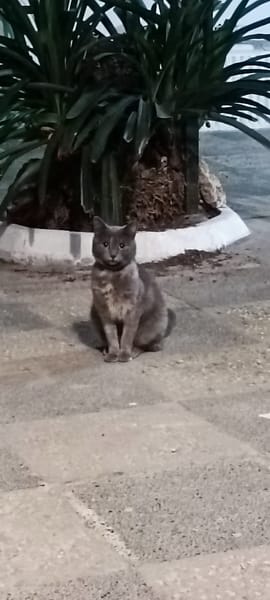Cloe
