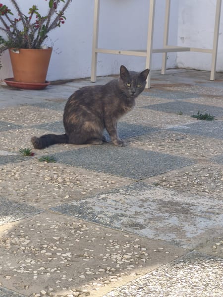 Cloe