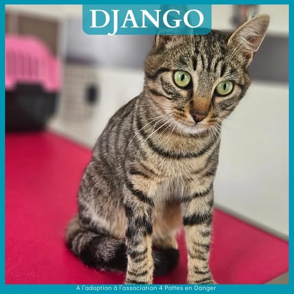 DJANGO