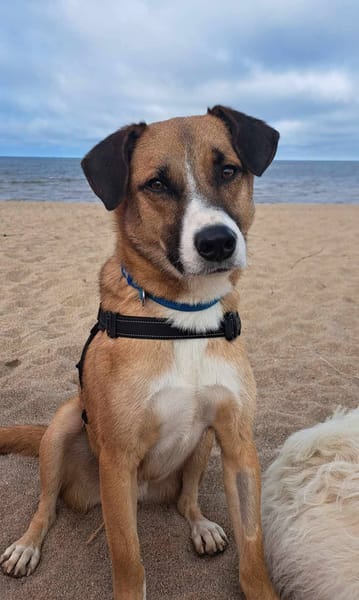 Albie