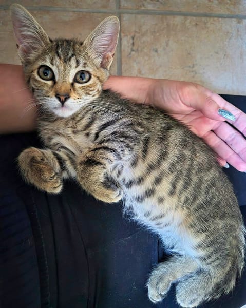 LOKI