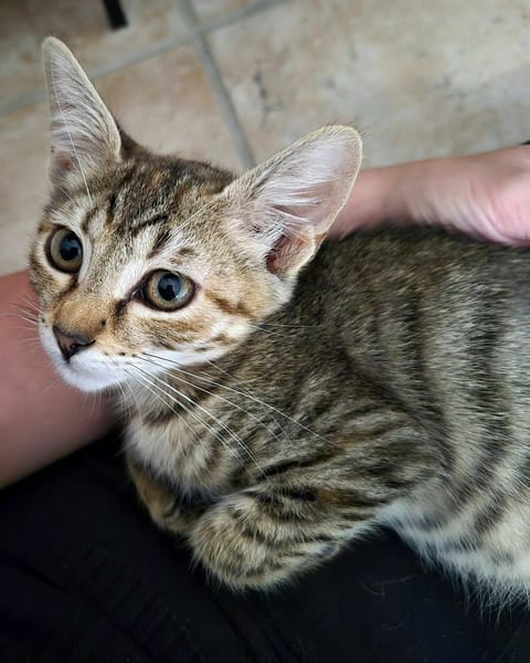 LOKI