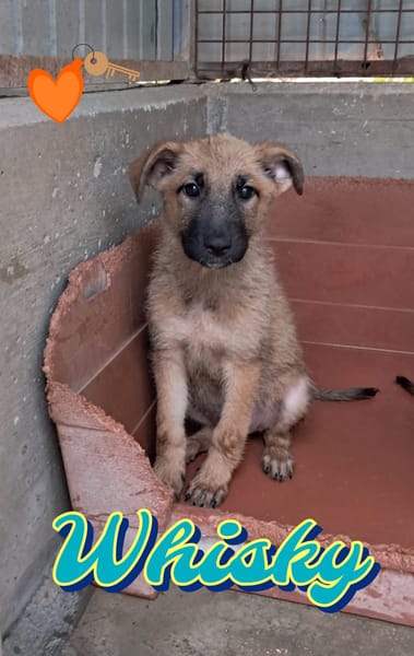 WHISKY cucciolo maschio