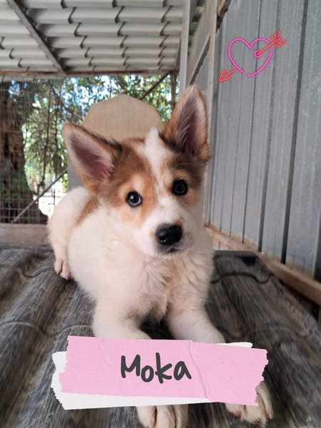 MOKA splendida signorinella