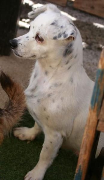 SIMEYA - Goldschatz auf 4 Pfoten 🐾💖