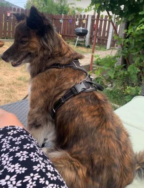 STELLA - ruhige, brave Begleithündin ❤