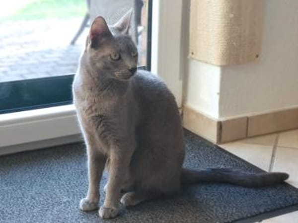 Hübscher Ciclamino sucht sein Zuhause