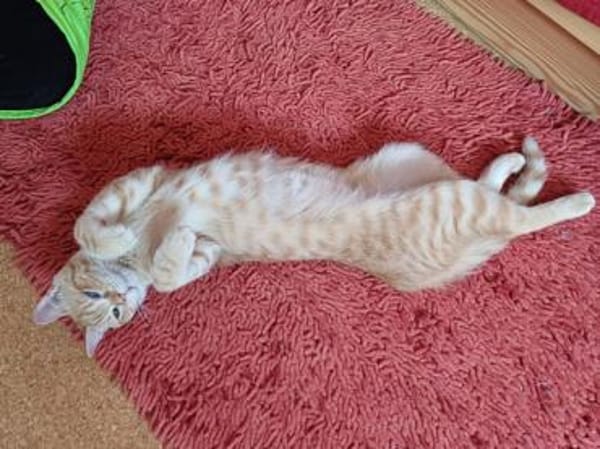 Rosie sucht liebevolles Zuhause