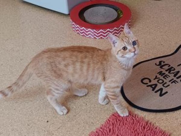 Rosie sucht liebevolles Zuhause