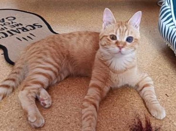 Rosie sucht liebevolles Zuhause