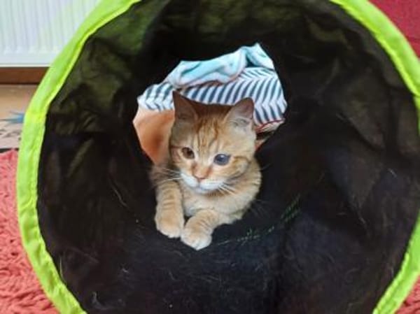 Rosie sucht liebevolles Zuhause