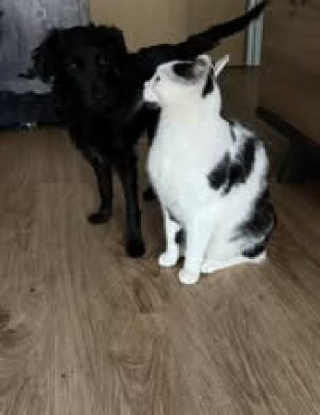 Die süße 💕Minka 💕 sucht ihr Zuhause