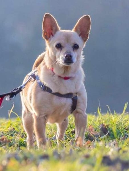 Pixie, Pflegestelle in Niedersachsen