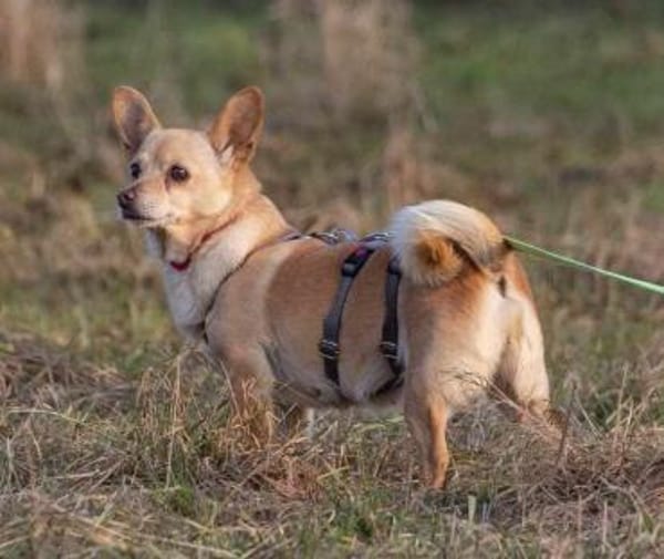 Pixie, Pflegestelle in Niedersachsen
