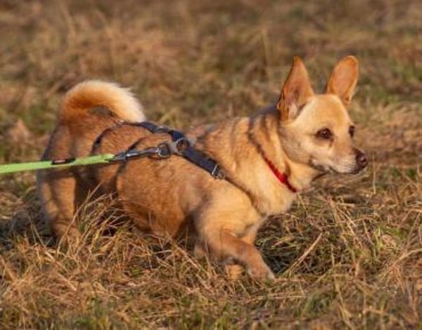 Pixie, Pflegestelle in Niedersachsen
