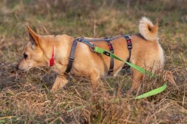 Pixie, Pflegestelle in Niedersachsen