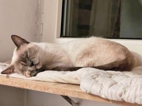 Lebensfrohe Minu sucht Zuhause