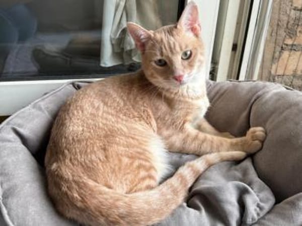 Geretteter Mozart sucht Zuhause