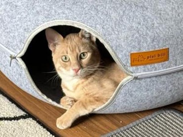 Geretteter Mozart sucht Zuhause