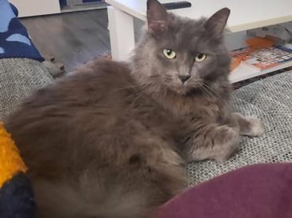 Olivia möchte bei Ihnen einziehen