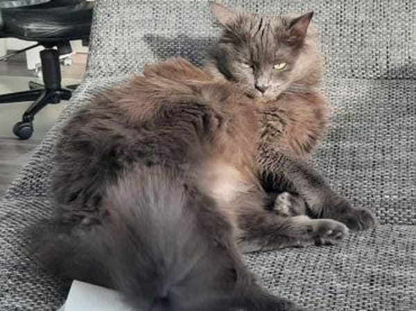 Olivia möchte bei Ihnen einziehen